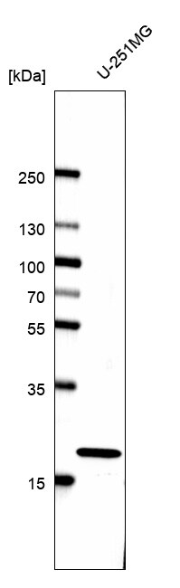 Cyclophilin B Antibody (CL3901) - BSA Free