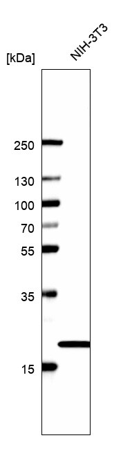 Cyclophilin B Antibody (CL3901) - BSA Free
