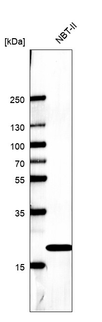 Cyclophilin B Antibody (CL3901) - BSA Free
