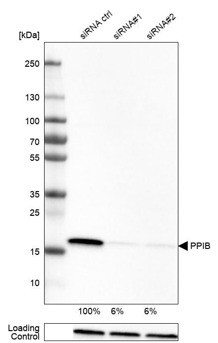Cyclophilin B Antibody (CL3901) - BSA Free