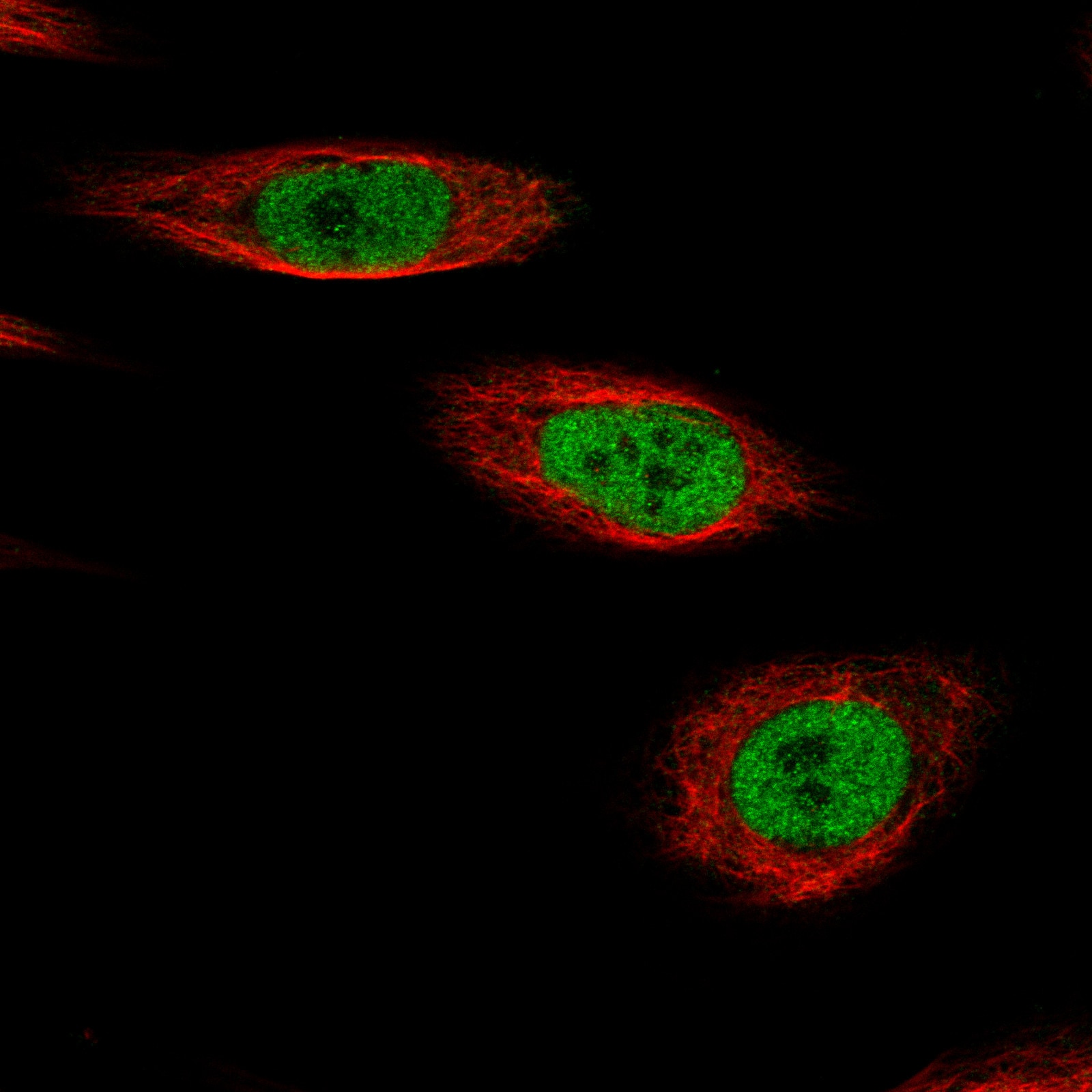 KLF4 Antibody (CL5782) - BSA Free
