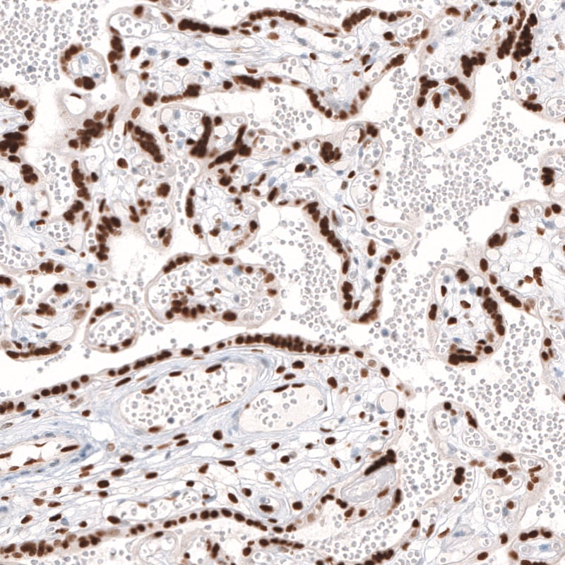 KLF4 Antibody (CL5782) - BSA Free
