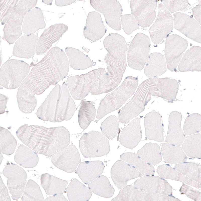 KLF4 Antibody (CL5782) - BSA Free