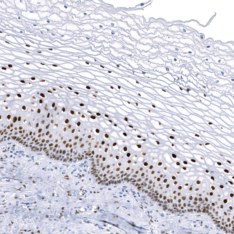 KLF4 Antibody (CL5782) - BSA Free