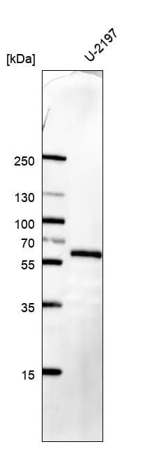 KLF4 Antibody (CL5782) - BSA Free