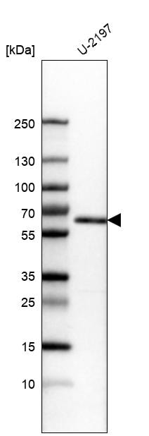 KLF4 Antibody (CL5782) - BSA Free