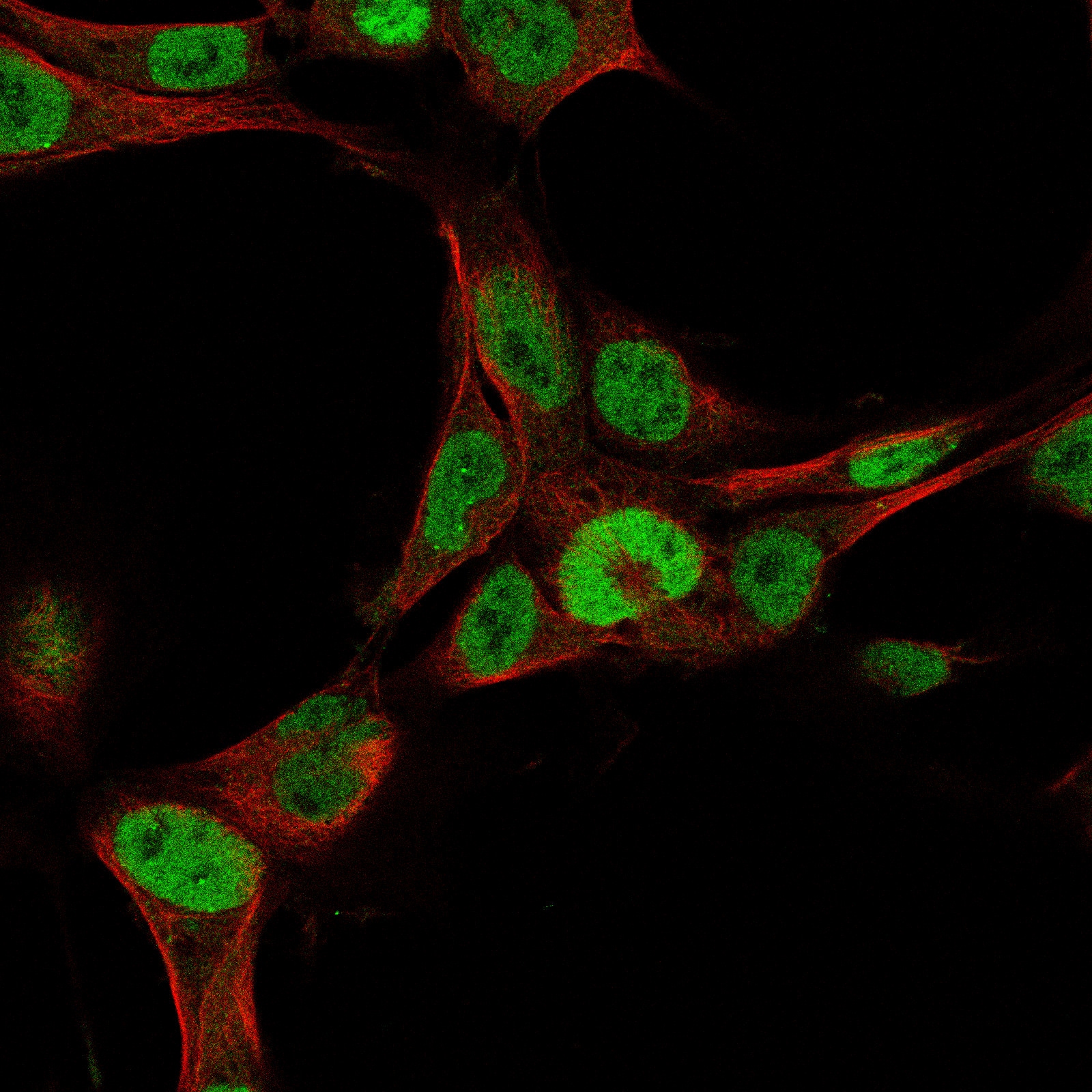 SALL4 Antibody (CL12183) - BSA Free