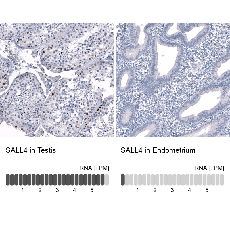 SALL4 Antibody (CL12183) - BSA Free