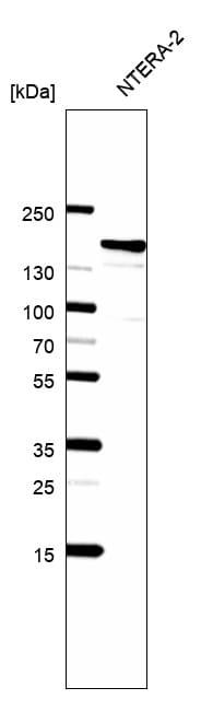 SALL4 Antibody (CL12183) - BSA Free