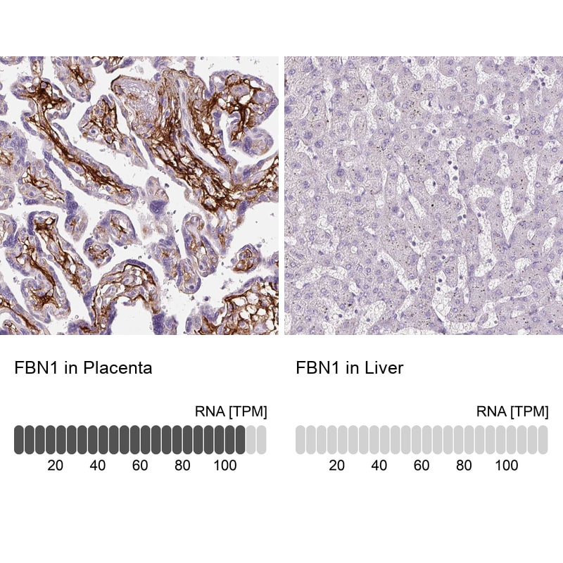 Fibrillin 1 Antibody (CL0225) - BSA Free
