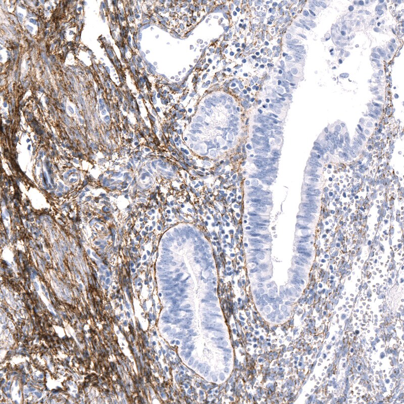 Fibrillin 1 Antibody (CL0225) - BSA Free