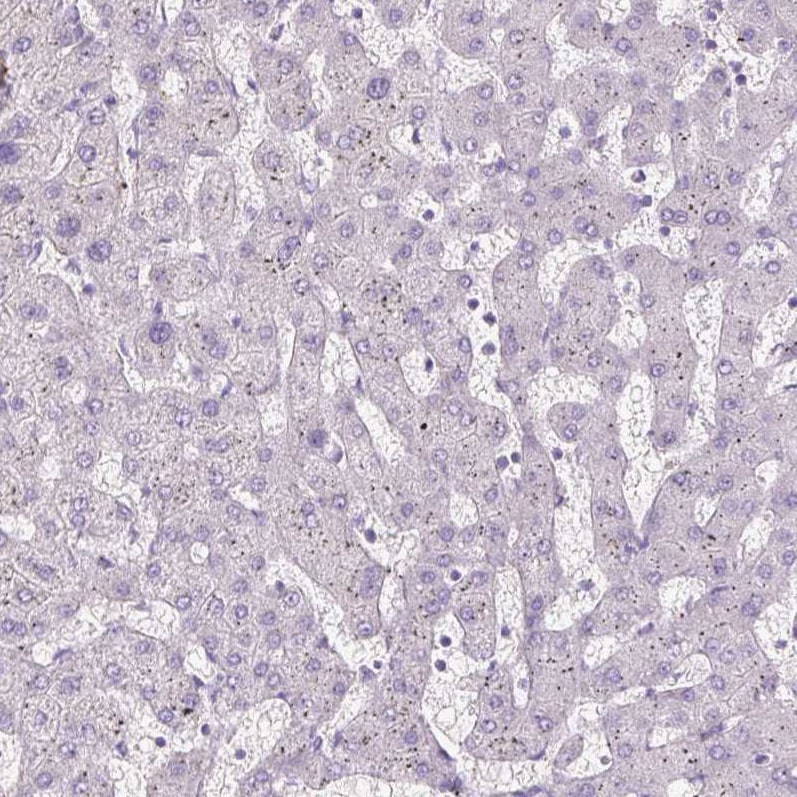 Fibrillin 1 Antibody (CL0225) - BSA Free