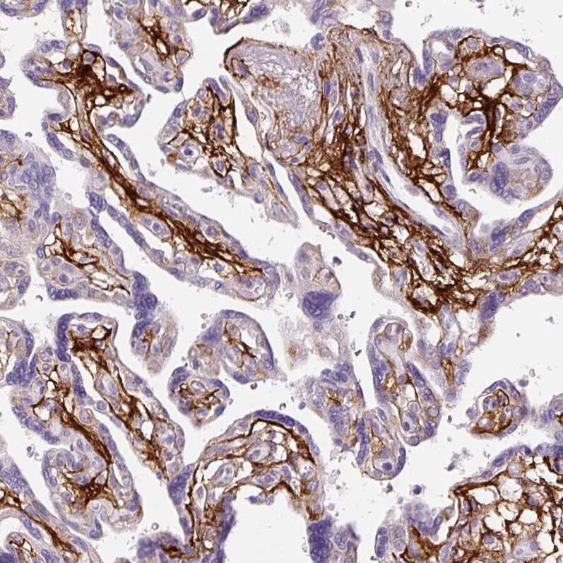 Fibrillin 1 Antibody (CL0225) - BSA Free