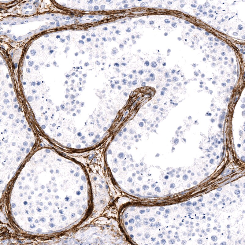 Fibrillin 1 Antibody (CL0225) - BSA Free