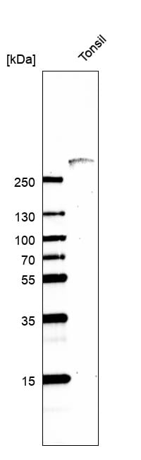 Fibrillin 1 Antibody (CL0225) - BSA Free