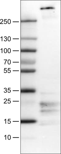 Fibrillin 1 Antibody (CL0225) - BSA Free