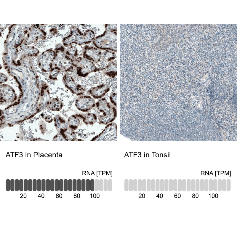 ATF3 Antibody (CL1685) - BSA Free