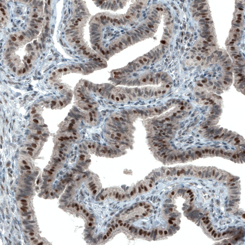 ATF3 Antibody (CL1685) - BSA Free