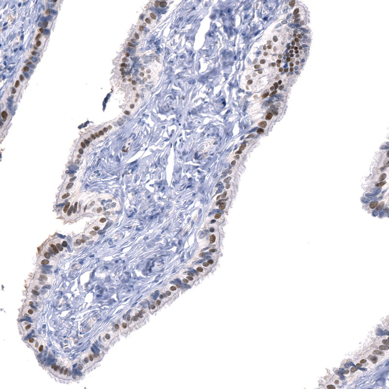 ATF3 Antibody (CL1685) - BSA Free