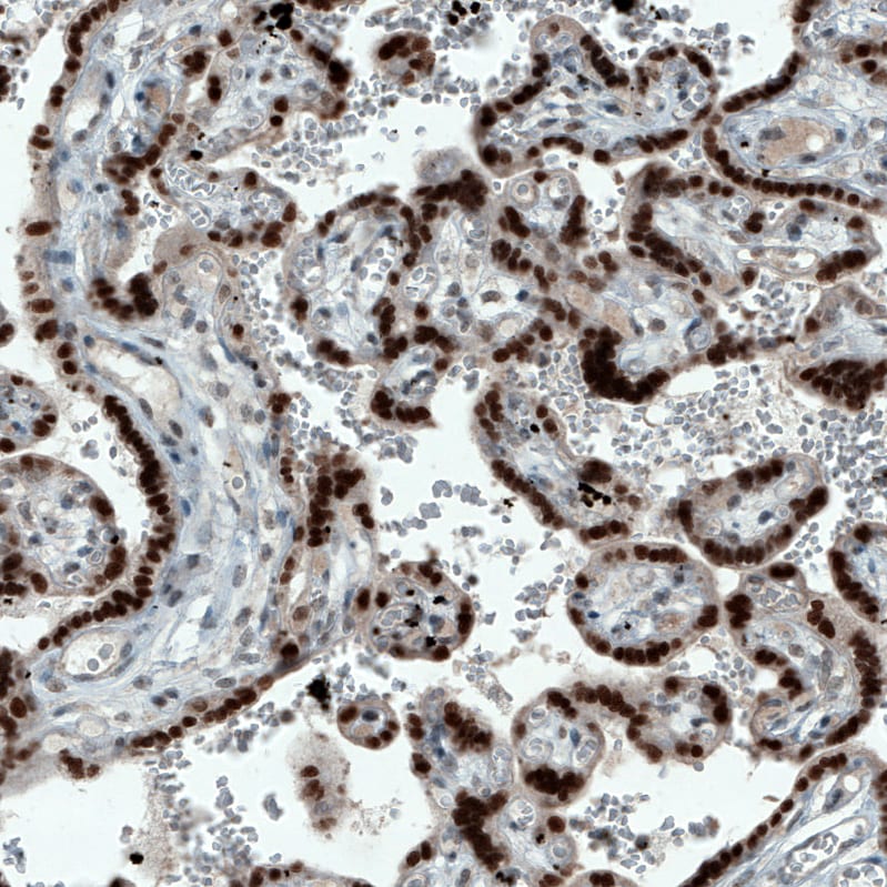 ATF3 Antibody (CL1685) - BSA Free