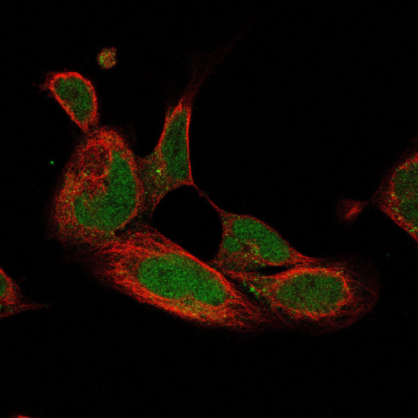 Pax6 Antibody (CL5414) - BSA Free