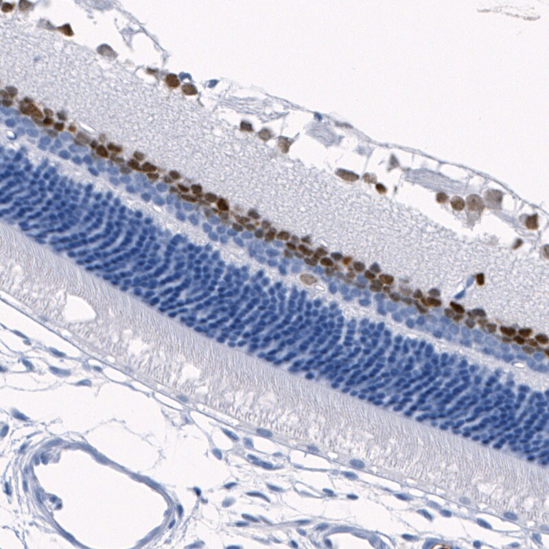 Pax6 Antibody (CL5414) - BSA Free
