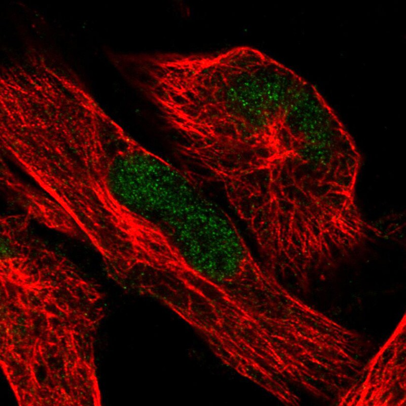 ATRX Antibody (CL0537) - BSA Free