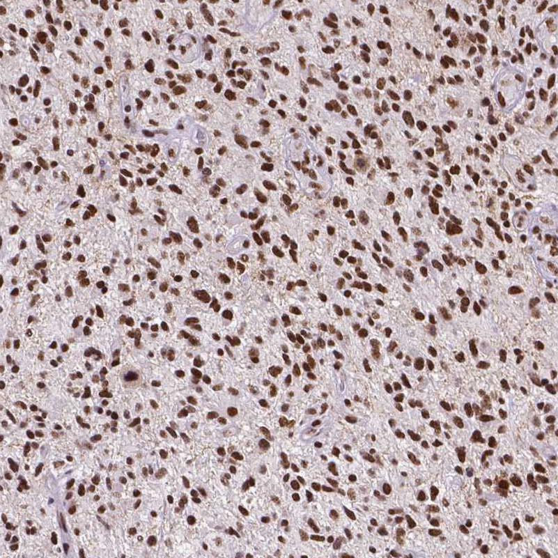 ATRX Antibody (CL0537) - BSA Free