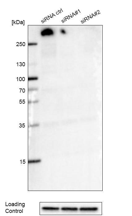 ATRX Antibody (CL0537) - BSA Free