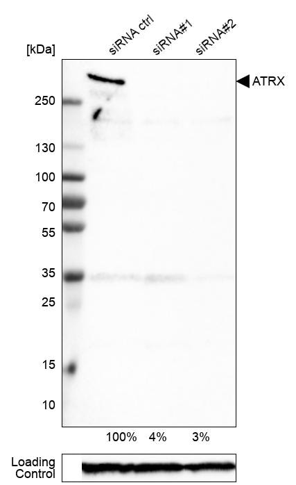 ATRX Antibody (CL0537) - BSA Free