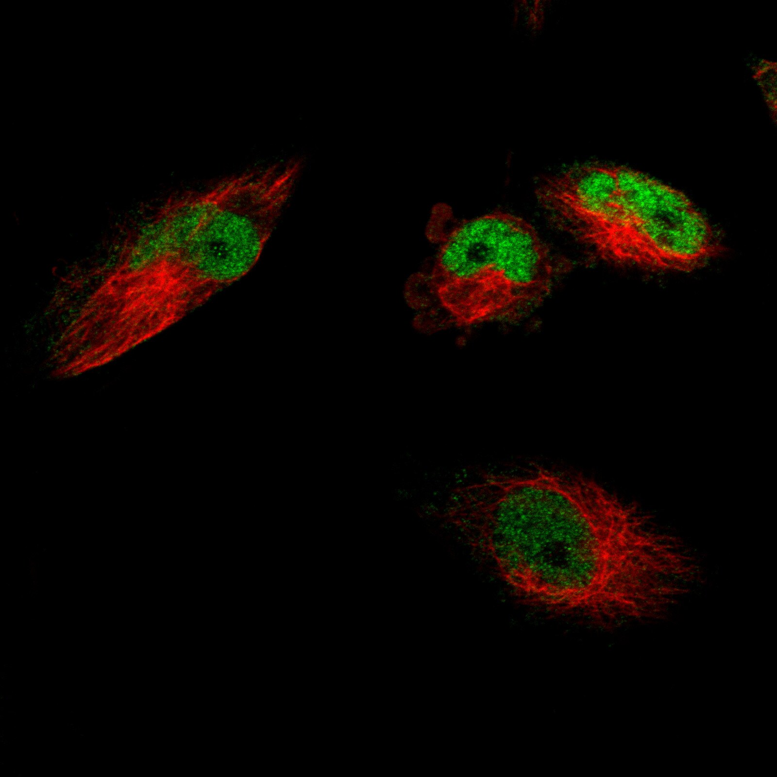 SOX9 Antibody (CL0639) - BSA Free