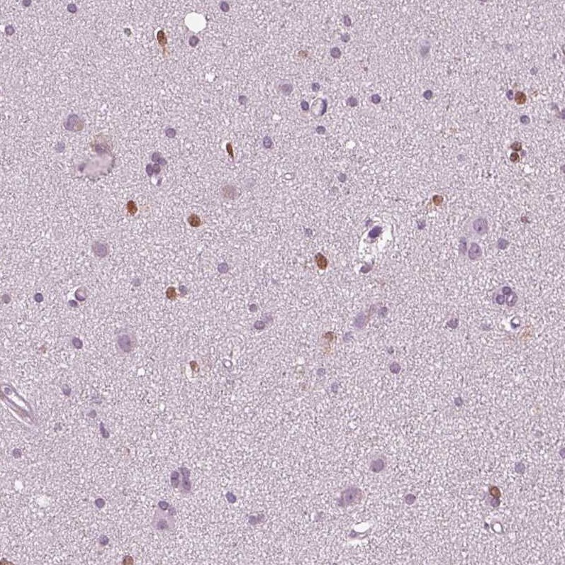 SOX9 Antibody (CL0639) - BSA Free