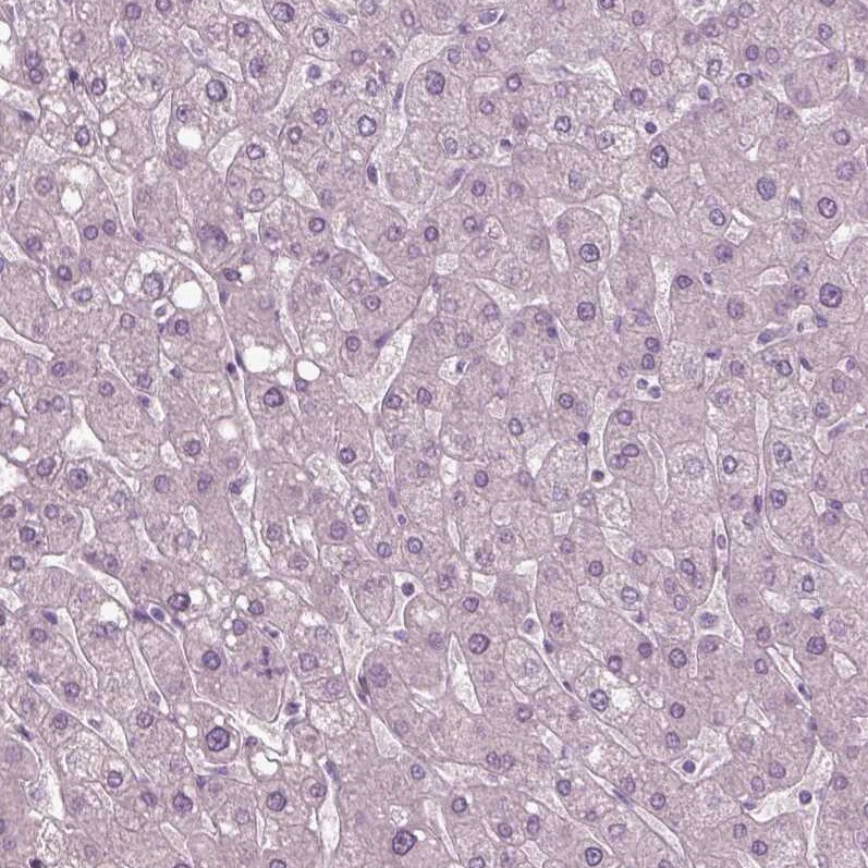 SOX9 Antibody (CL0639) - BSA Free