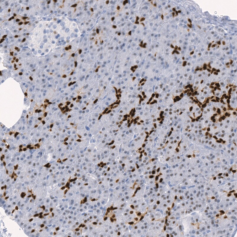 SOX9 Antibody (CL0639) - BSA Free