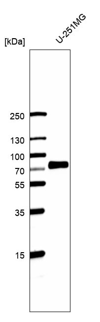 SOX9 Antibody (CL0639) - BSA Free