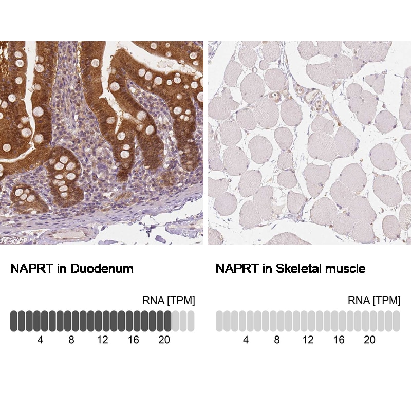 NAPRT1 Antibody (CL0665) - BSA Free