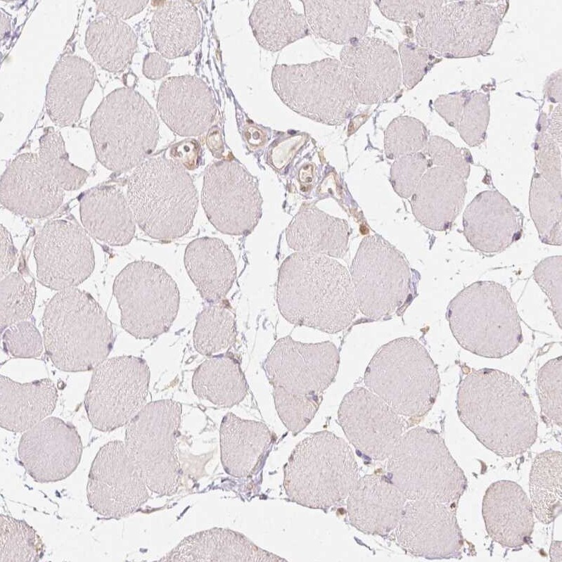 NAPRT1 Antibody (CL0665) - BSA Free