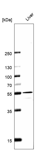 NAPRT1 Antibody (CL0665) - BSA Free