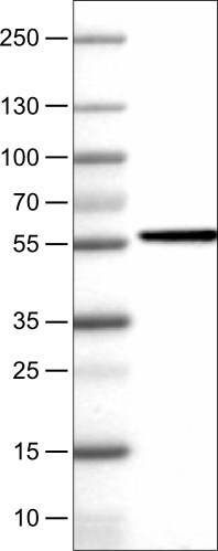 NAPRT1 Antibody (CL0665) - BSA Free