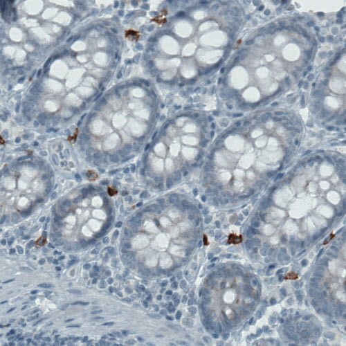 CD117/c-kit Antibody (CL1657) - BSA Free