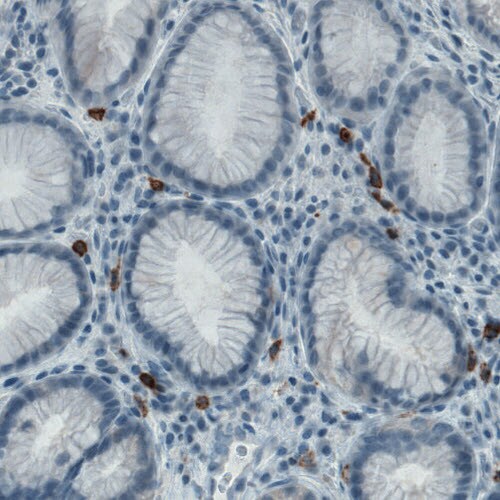 CD117/c-kit Antibody (CL1657) - BSA Free