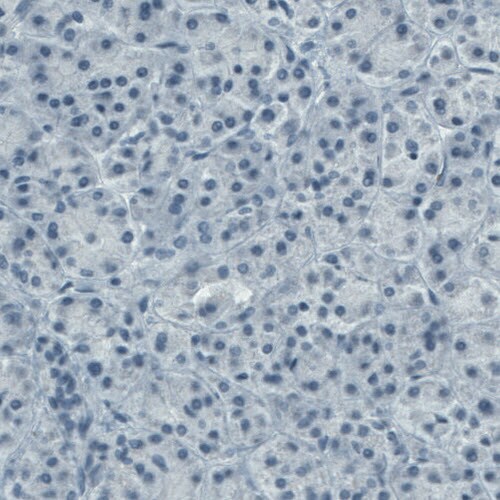 CD117/c-kit Antibody (CL1657) - BSA Free
