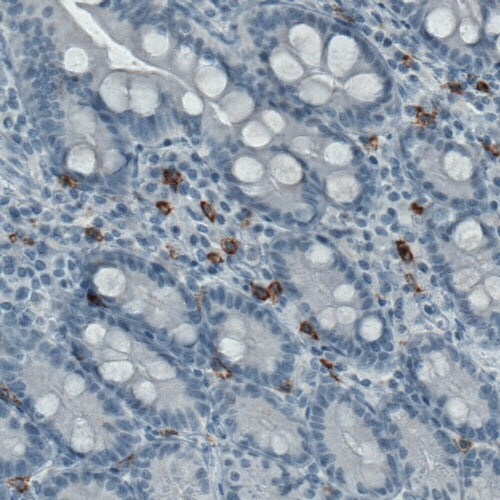 CD117/c-kit Antibody (CL1657) - BSA Free