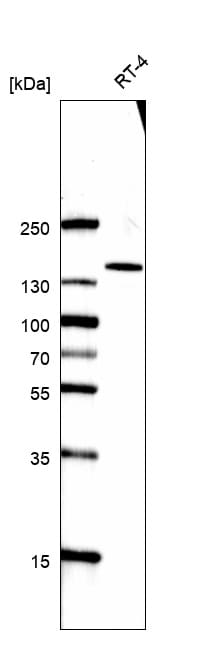 CD117/c-kit Antibody (CL1657) - BSA Free