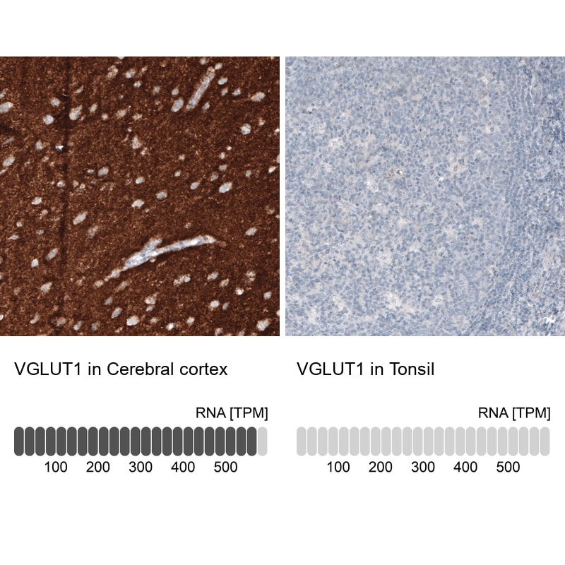 VGLUT1 Antibody (CL2754) - BSA Free