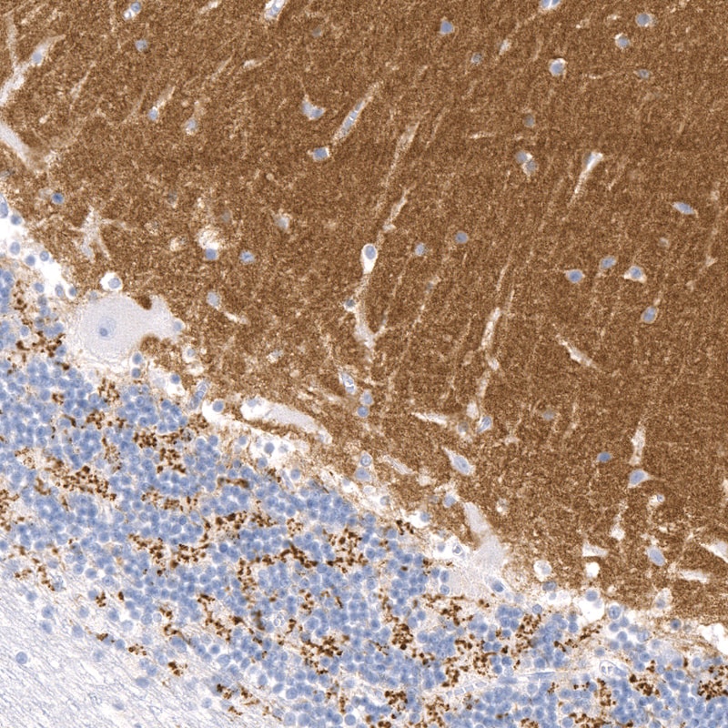VGLUT1 Antibody (CL2754) - BSA Free