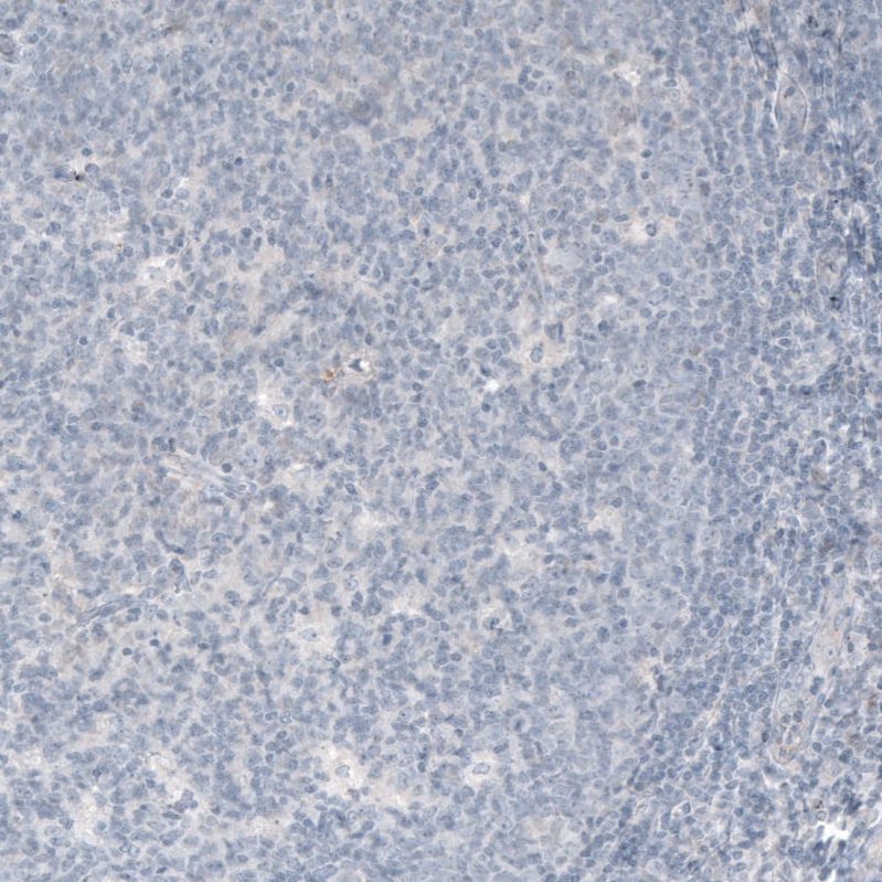 VGLUT1 Antibody (CL2754) - BSA Free
