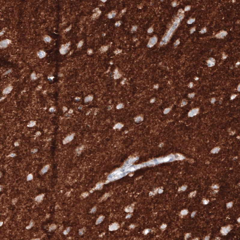 VGLUT1 Antibody (CL2754) - BSA Free