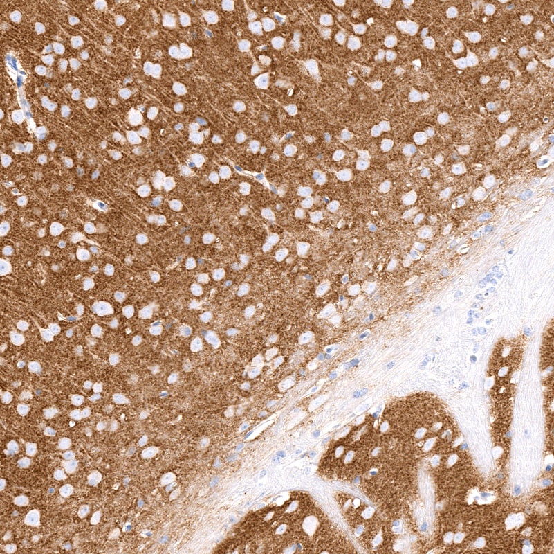 VGLUT1 Antibody (CL2754) - BSA Free