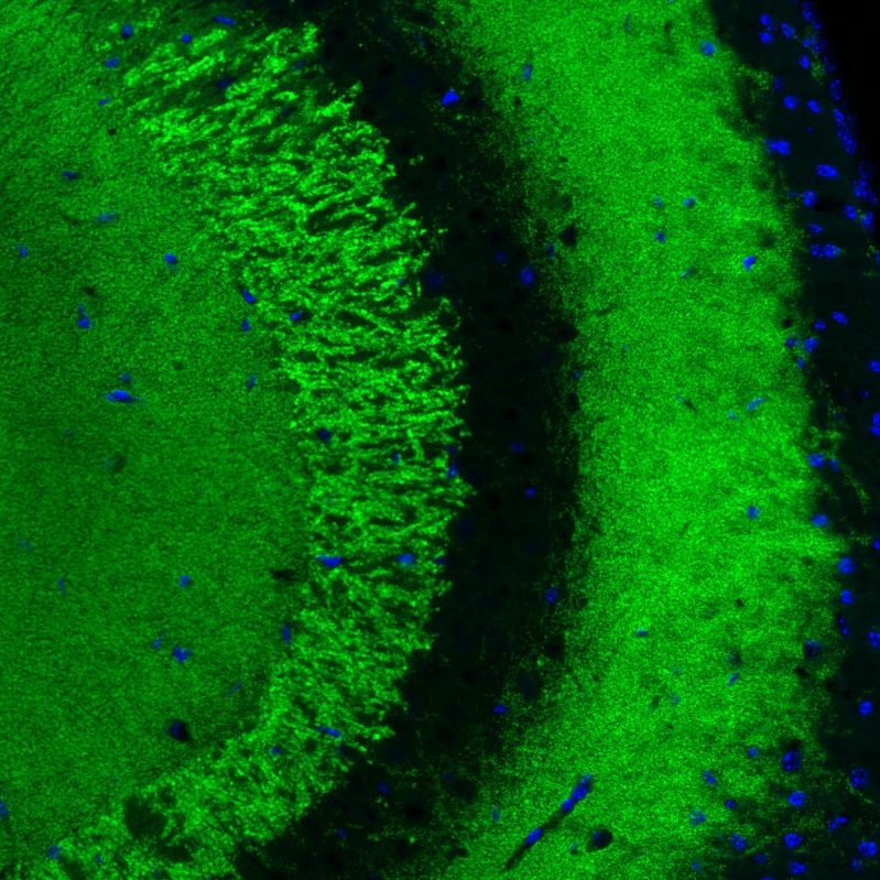 VGLUT1 Antibody (CL2754) - BSA Free